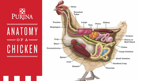 Raw chicken organ